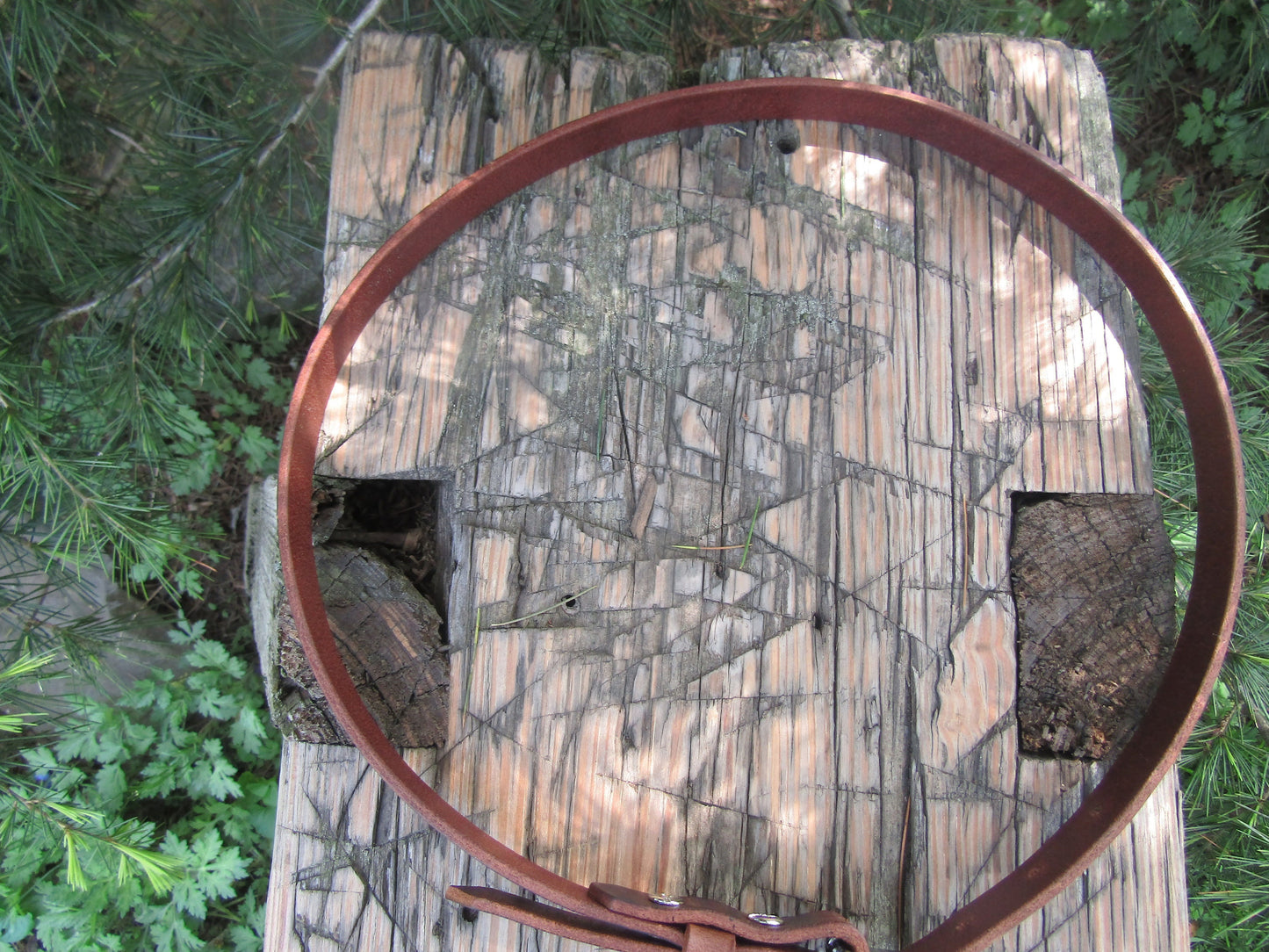 3/4" wide Crazy Horse brown Water Buffalo Leather belt